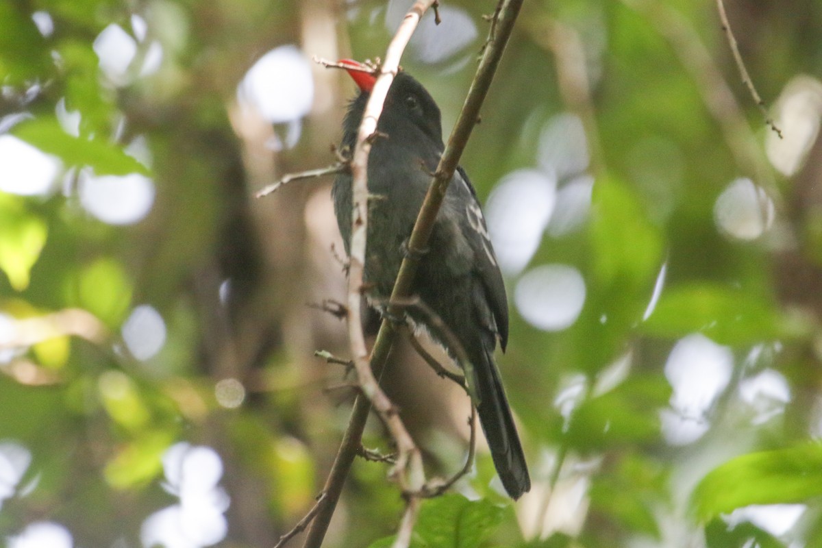 Black Nunbird - ML634183570