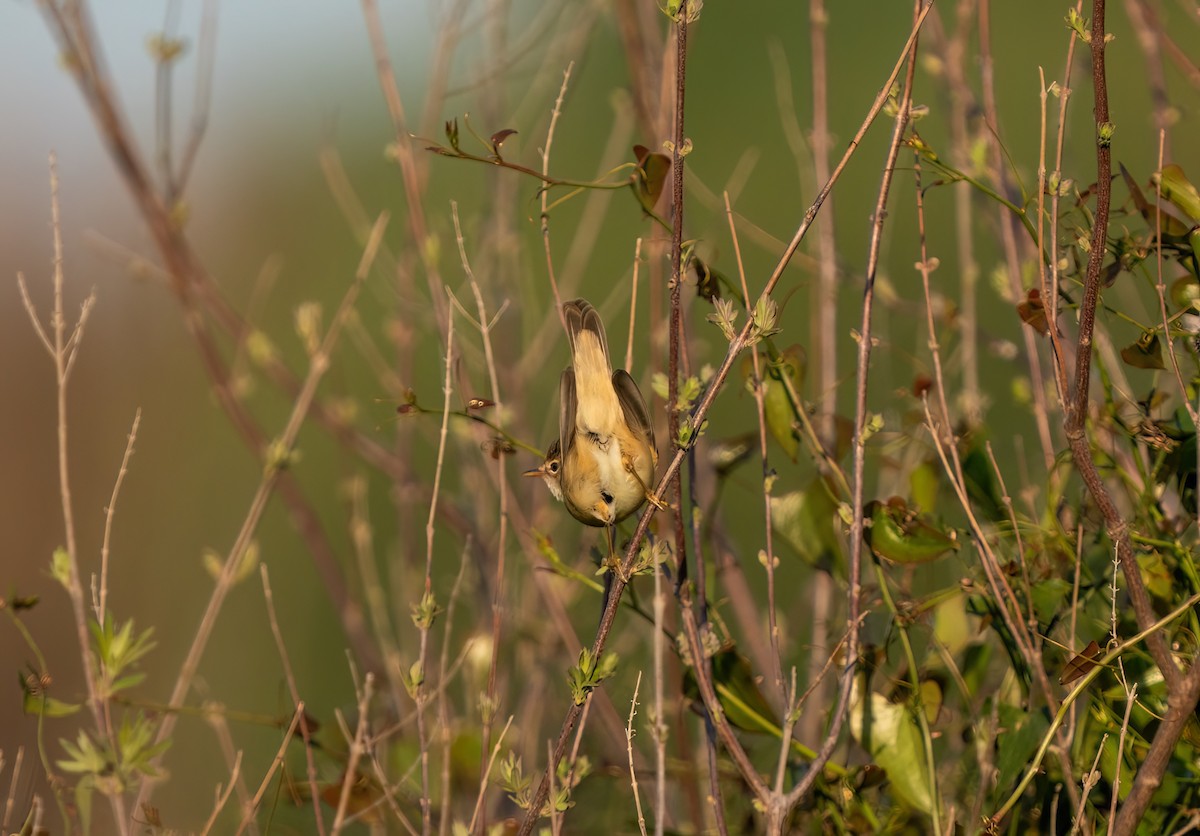 Marsh/Common Reed Warbler - ML634183591