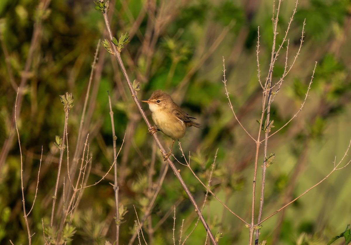 Marsh/Common Reed Warbler - ML634183592
