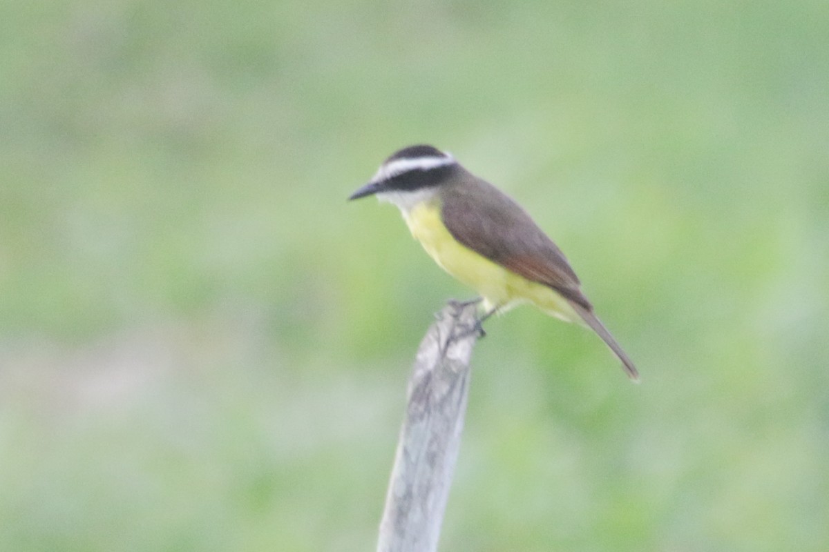 Rusty-margined Flycatcher - ML634183619