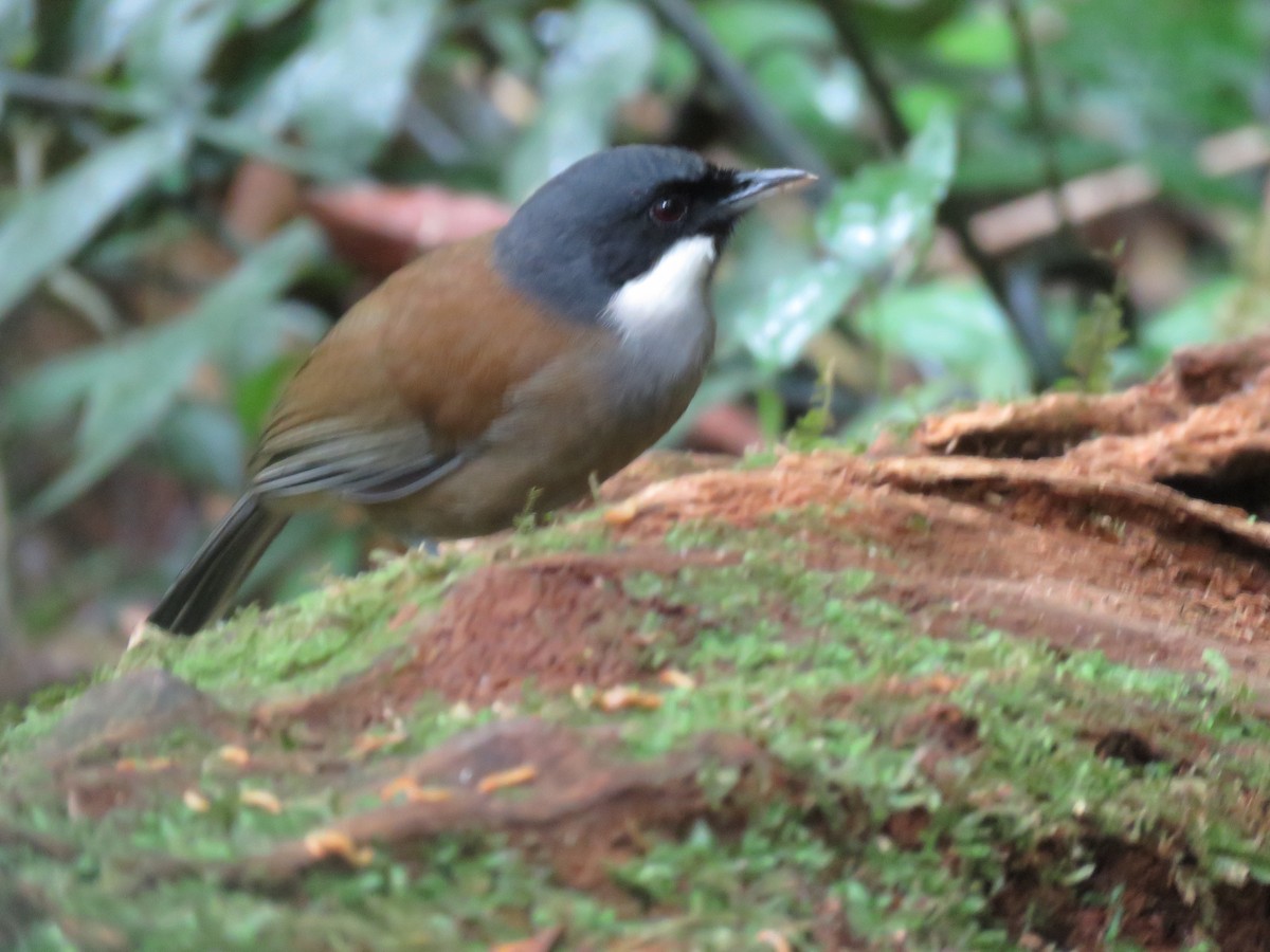 White-cheeked Laughingthrush - ML634183626