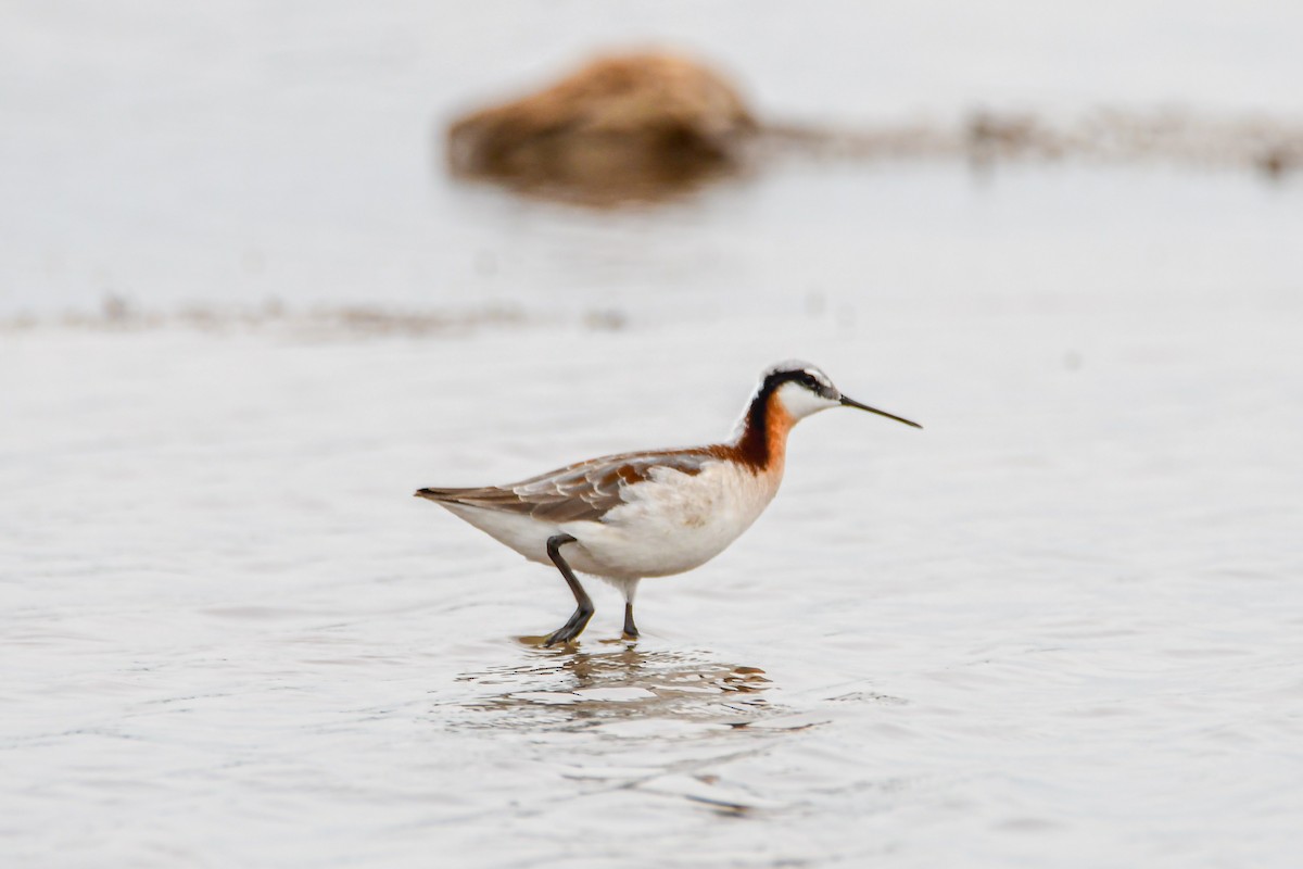 Wilson's Phalarope - ML634183646
