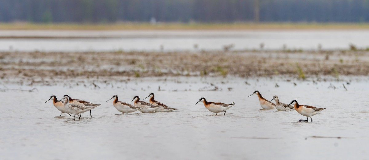 Wilson's Phalarope - ML634183647