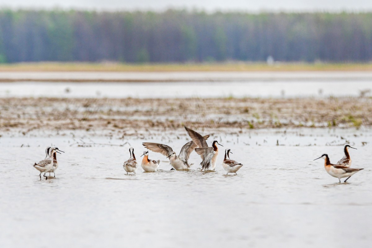 Wilson's Phalarope - ML634183648