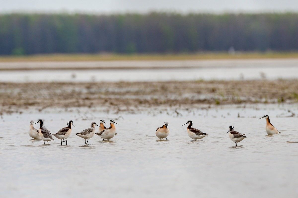 Wilson's Phalarope - ML634183649