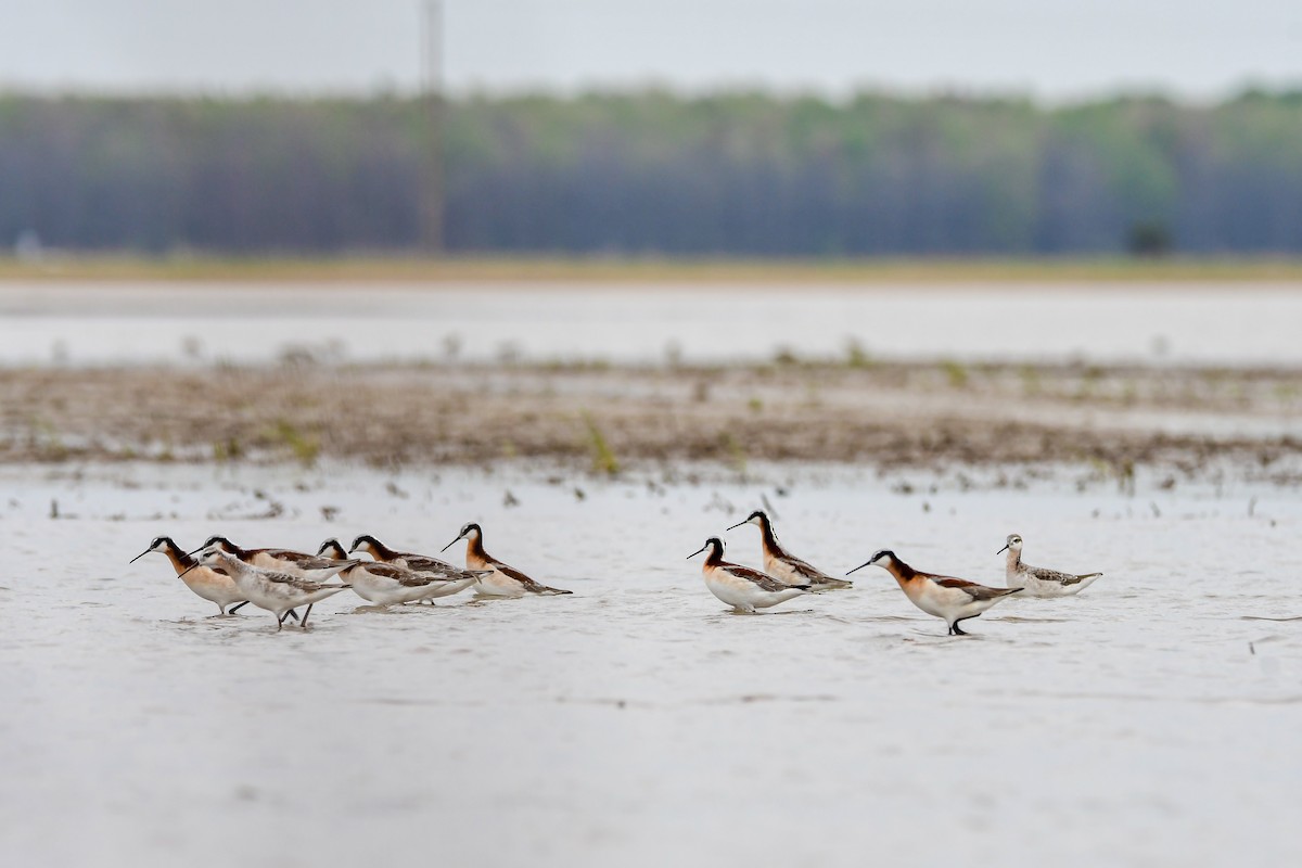 Wilson's Phalarope - ML634183650