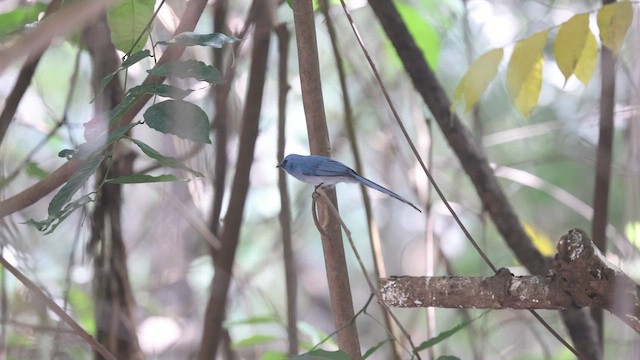 African Blue Flycatcher - ML634183653