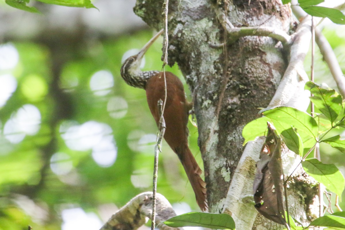 Long-billed Woodcreeper - ML634183664
