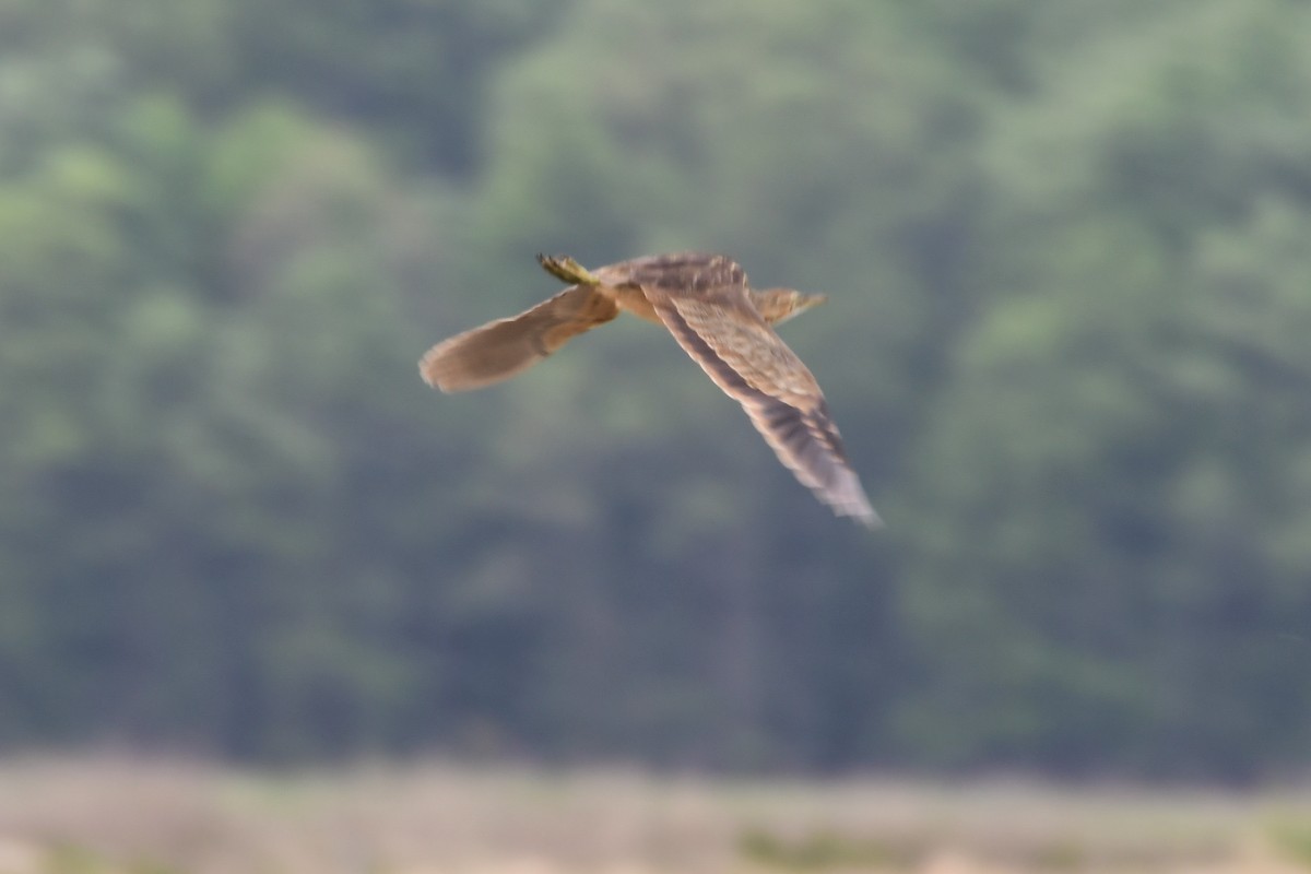American Bittern - ML634183665
