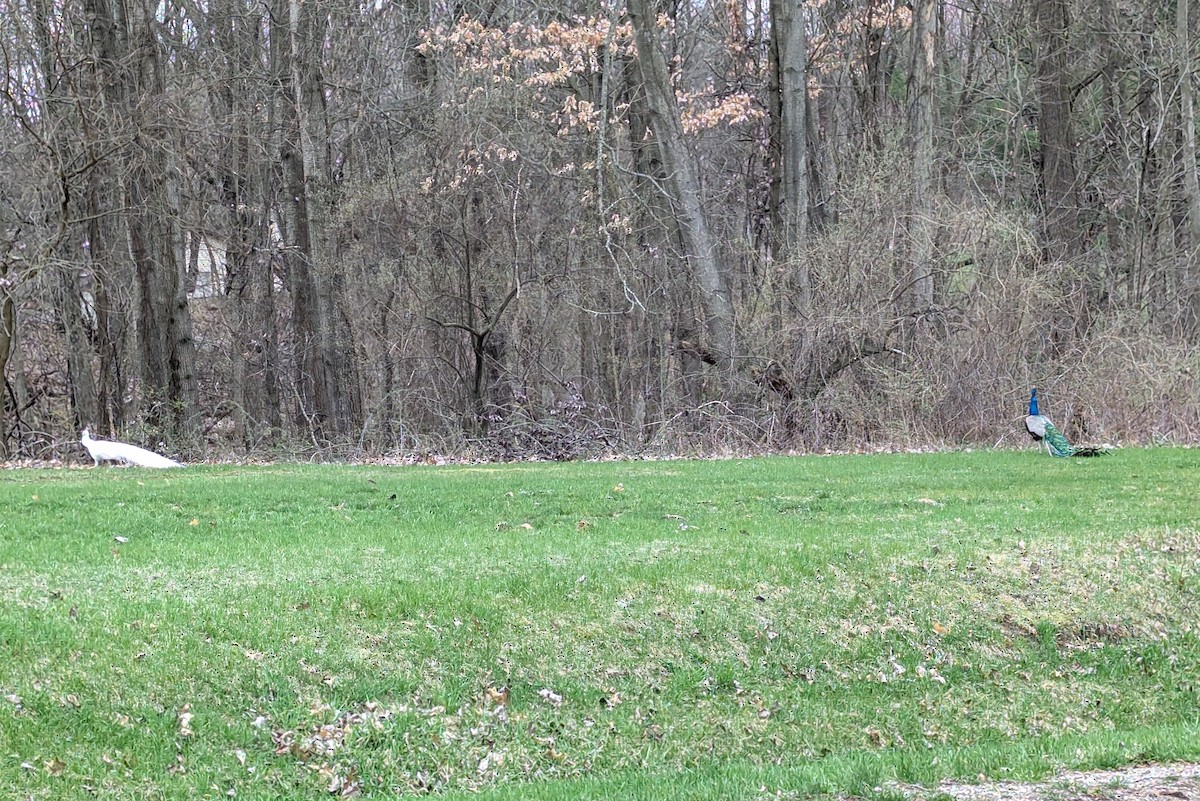 indiapåfugl - ML634183715