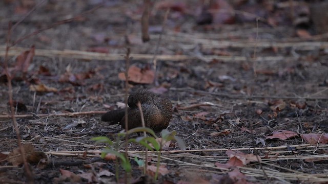 Stone Partridge (Stone) - ML634183742