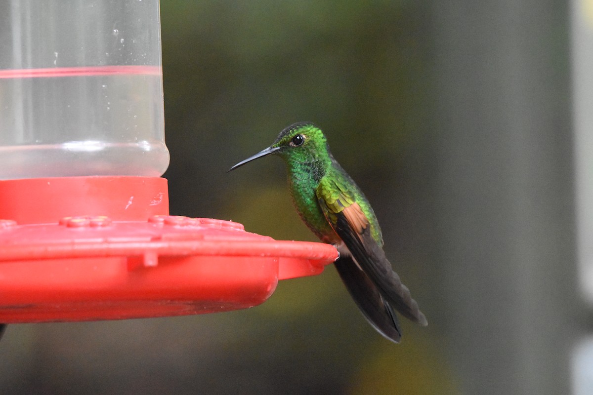 Stripe-tailed Hummingbird - ML63418381