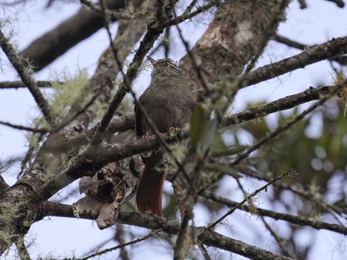 Streak-capped Spinetail - ML634183968