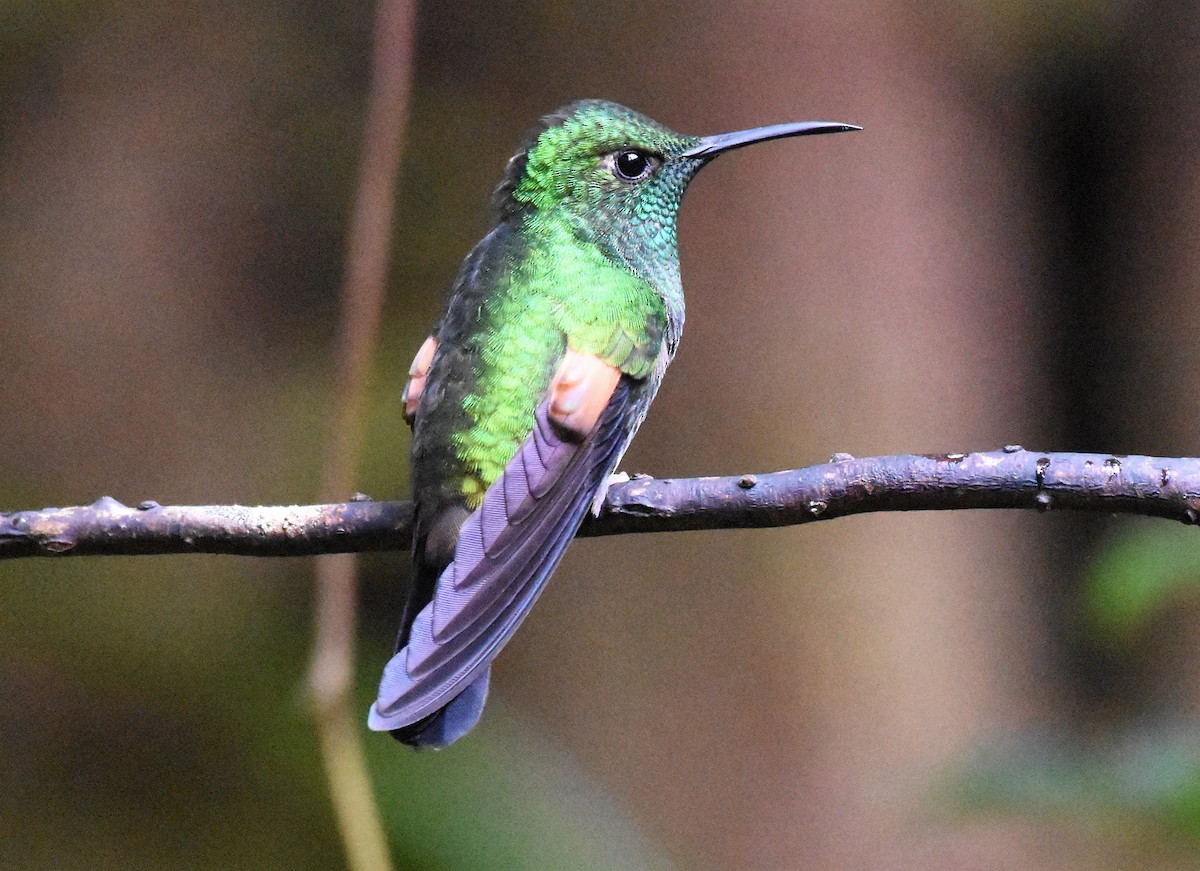 Colibrí Colirrayado - ML63418401