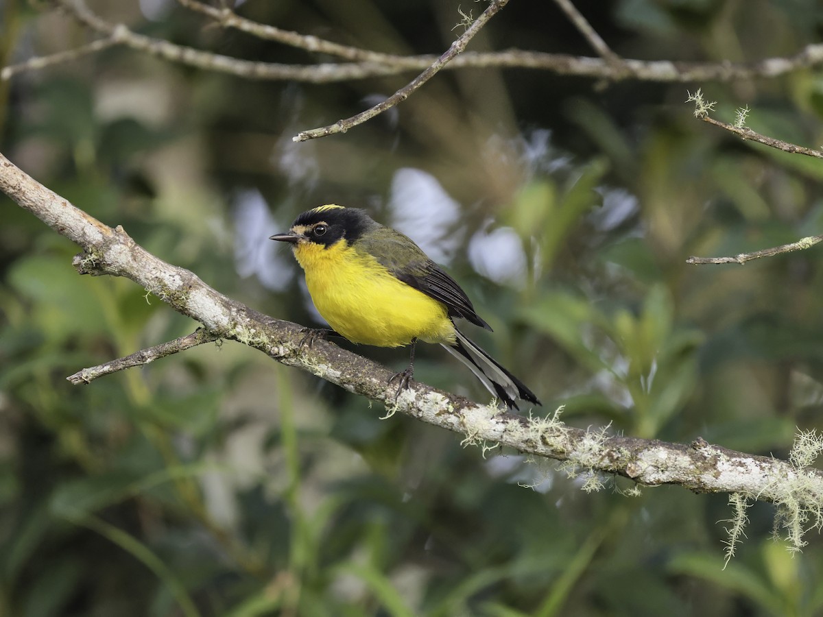 Yellow-crowned Redstart - ML634184149