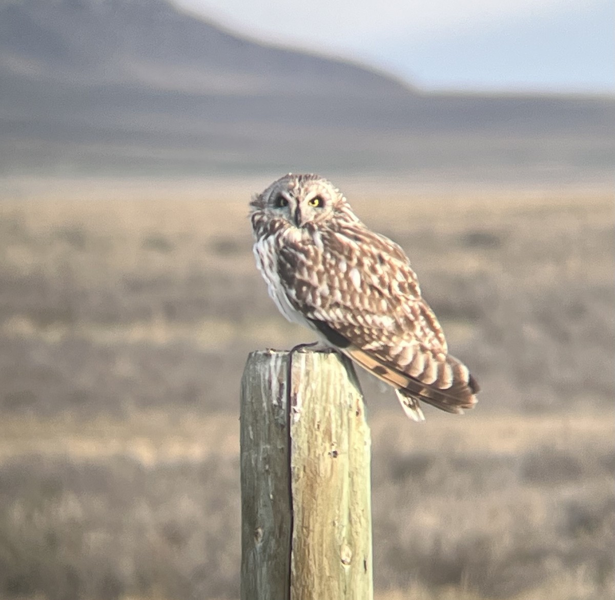 Hibou des marais - ML634184178