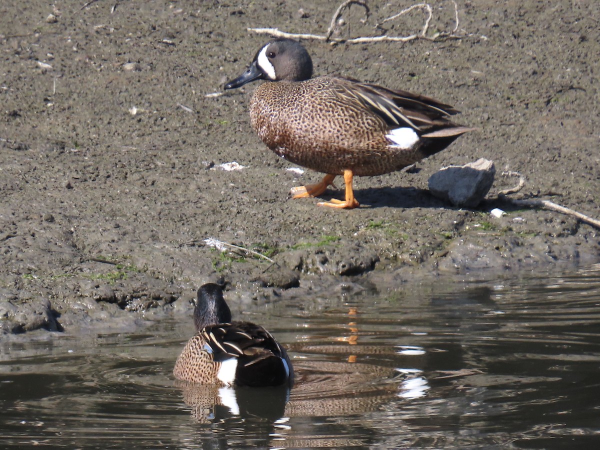 Blue-winged Teal - ML634184265