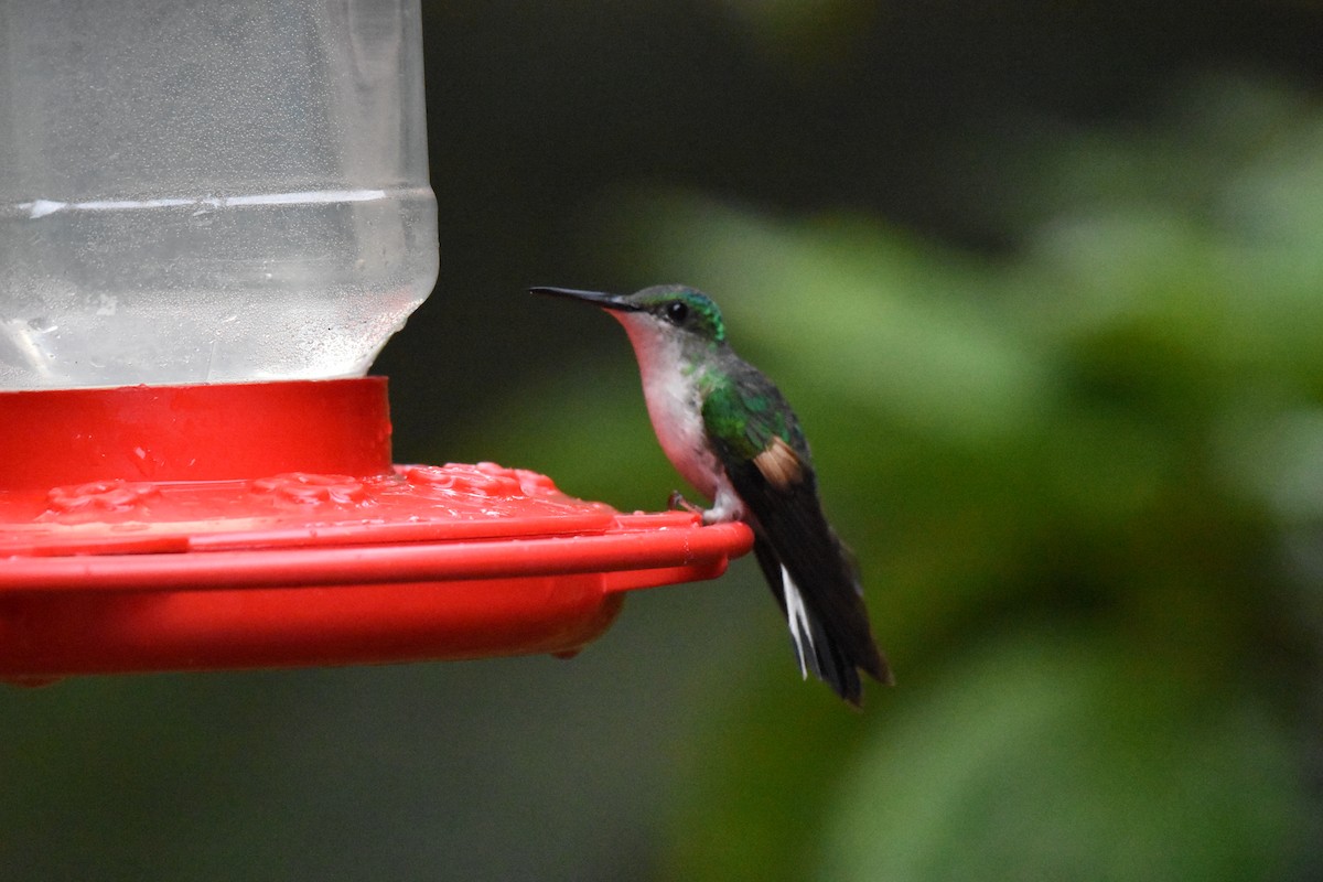 Stripe-tailed Hummingbird - Chris Rohrer