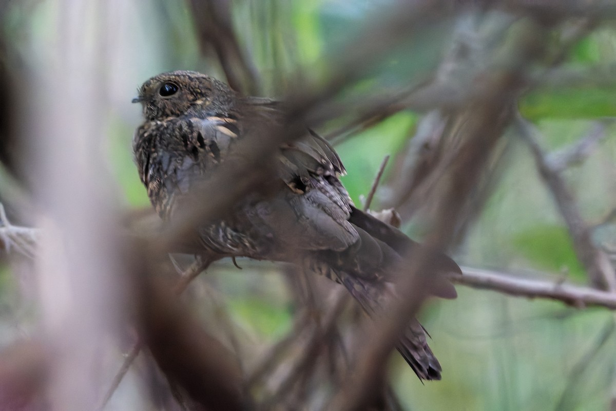 Bahian Nighthawk - ML634184336