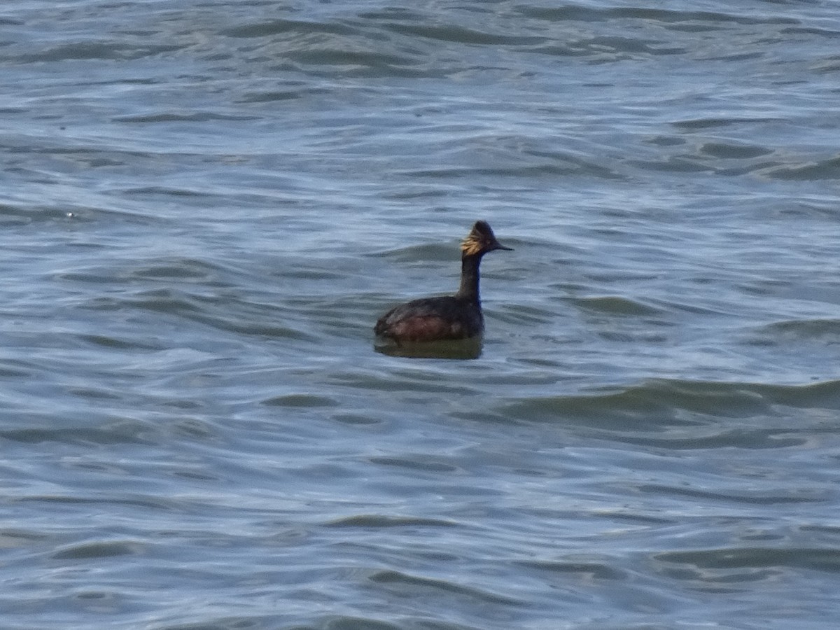 Eared Grebe - ML634184368