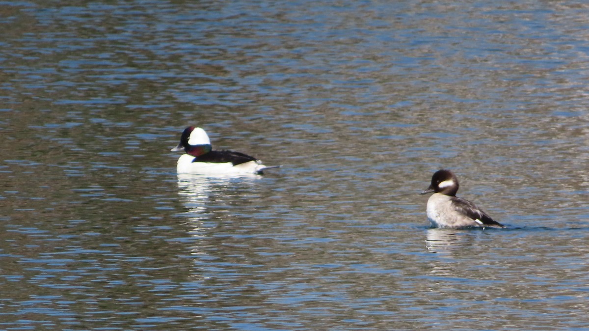 Bufflehead - ML634184397