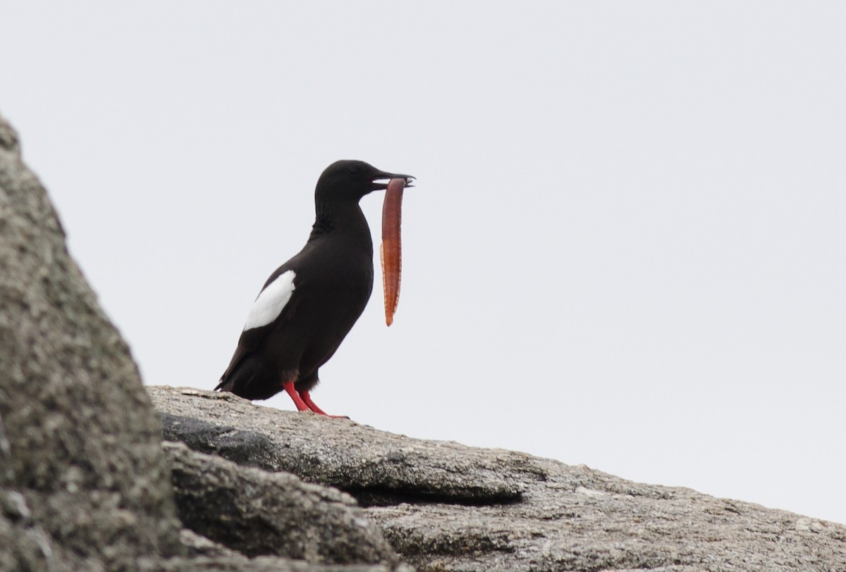 Black Guillemot - ML63418441