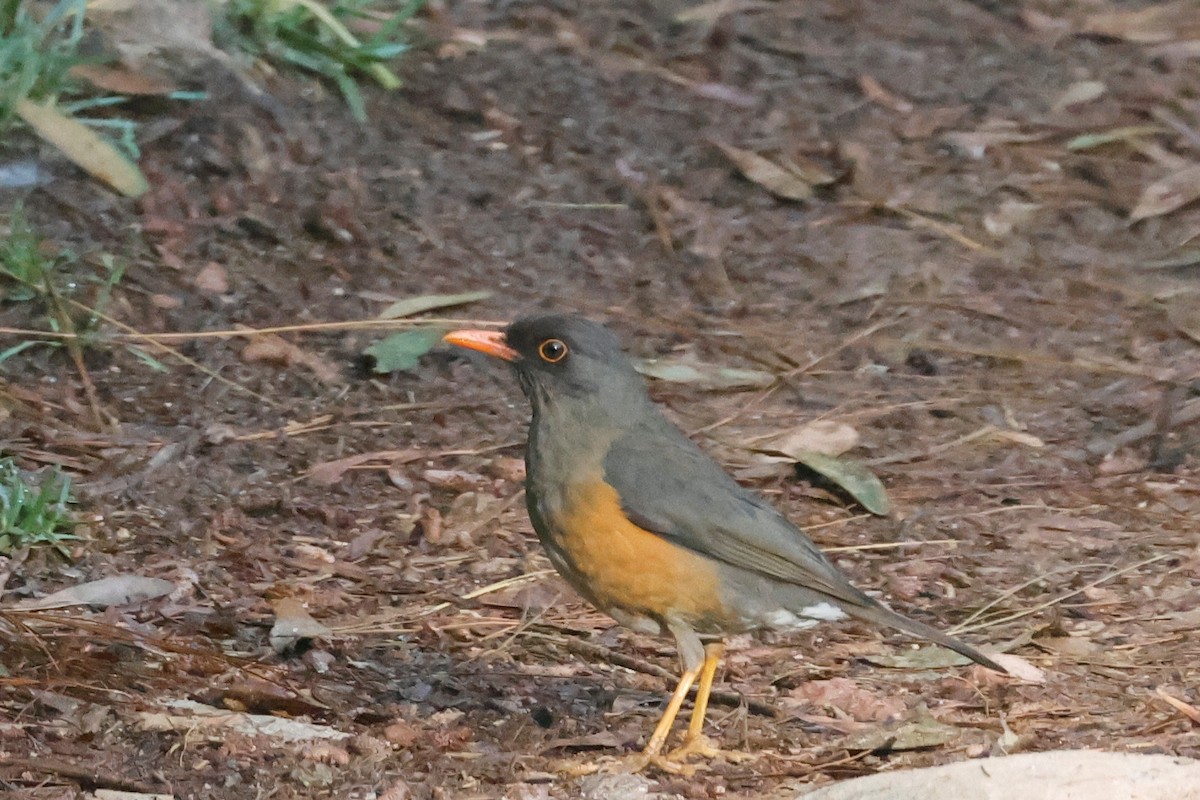 ウサンバラオリーブツグミ - ML634184439