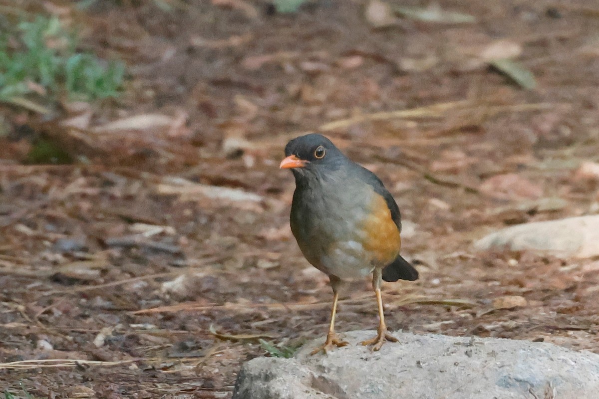 ウサンバラオリーブツグミ - ML634184440