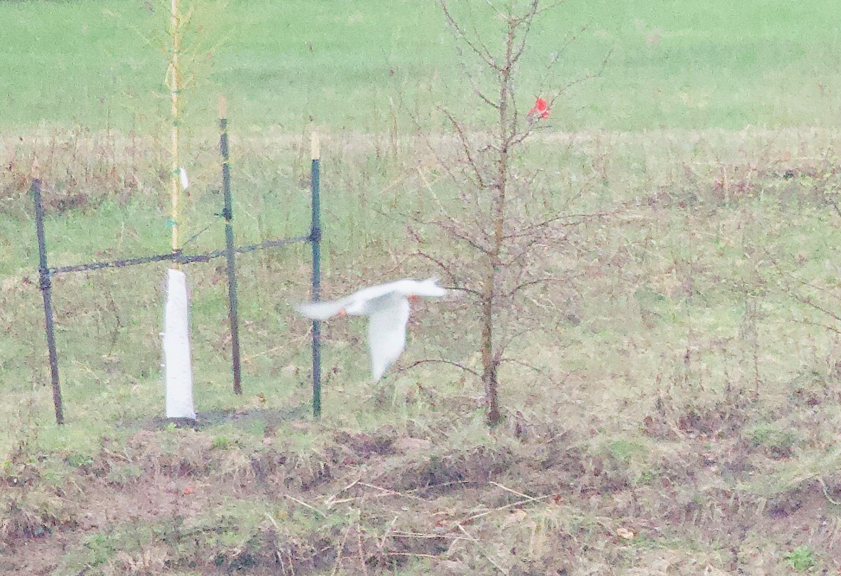 Forster's Tern - ML634184517