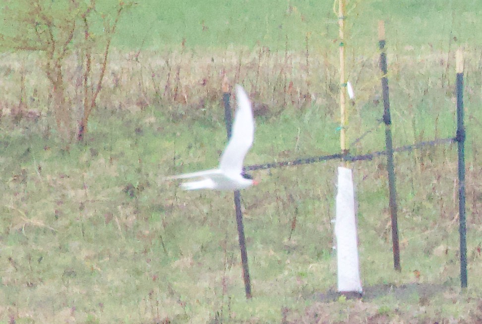 Forster's Tern - ML634184533