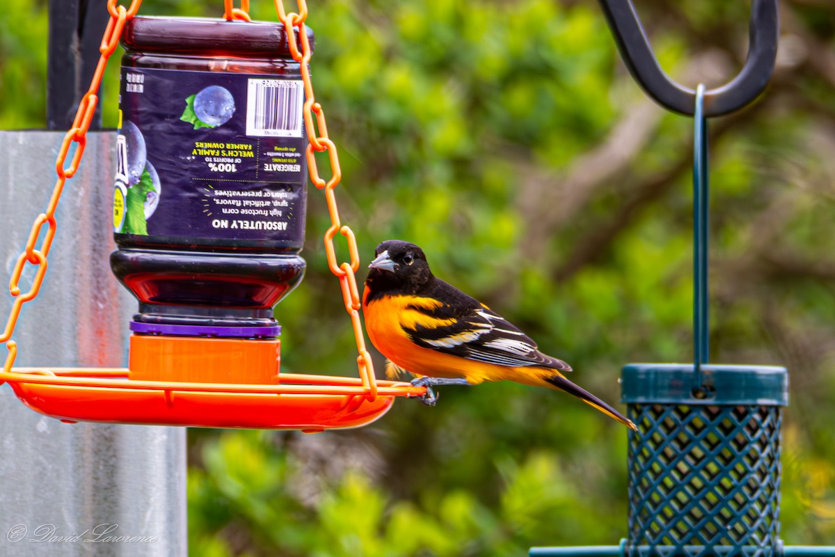 Baltimore Oriole - ML634184546