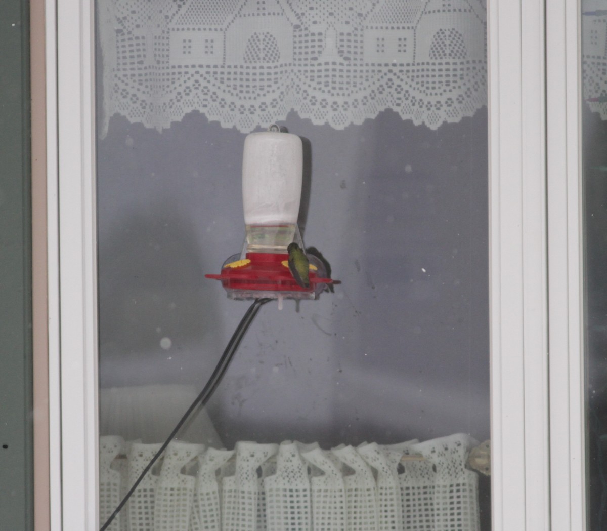 Anna's Hummingbird - ML634184552