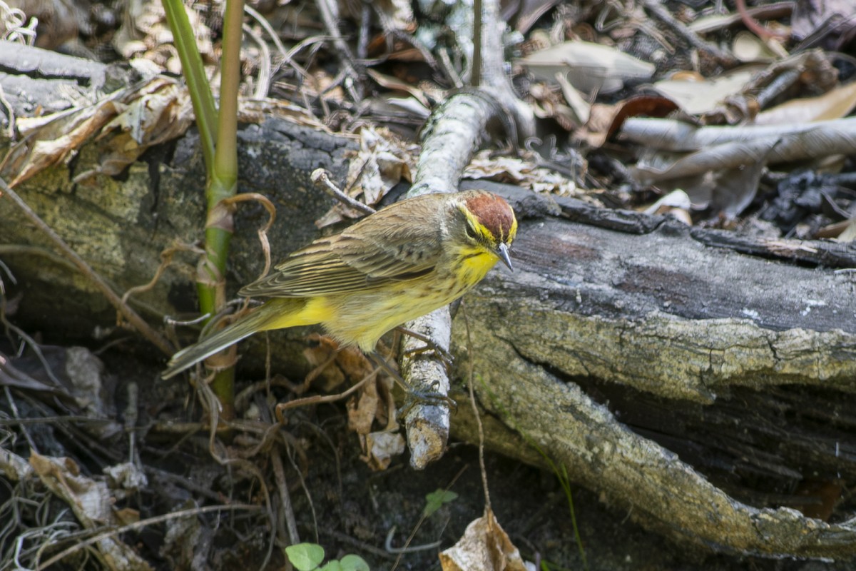 ヤシアメリカムシクイ（palmarum） - ML634184559