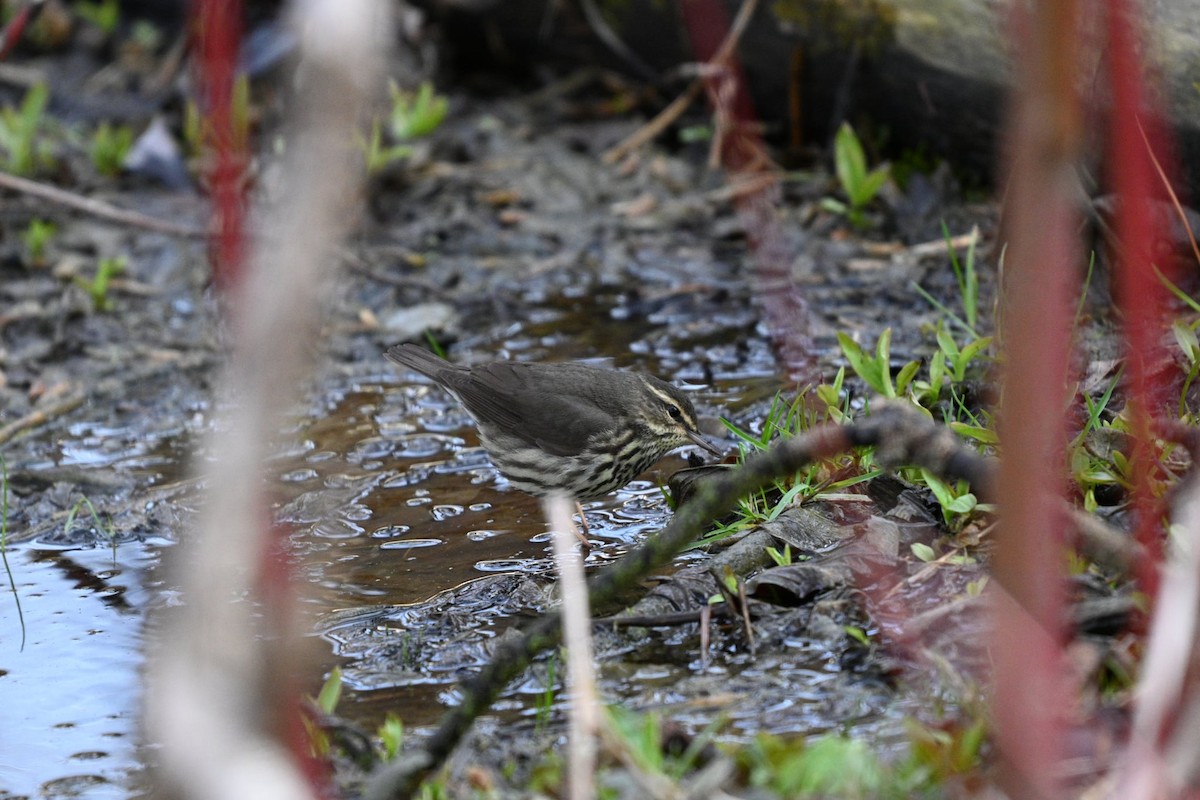 Northern Waterthrush - ML634184562