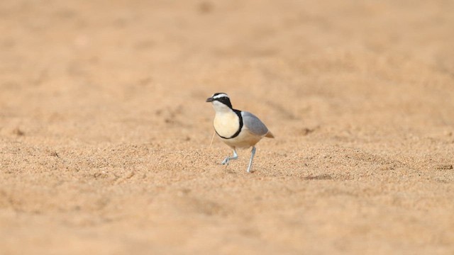 Egyptian Plover - ML634184607