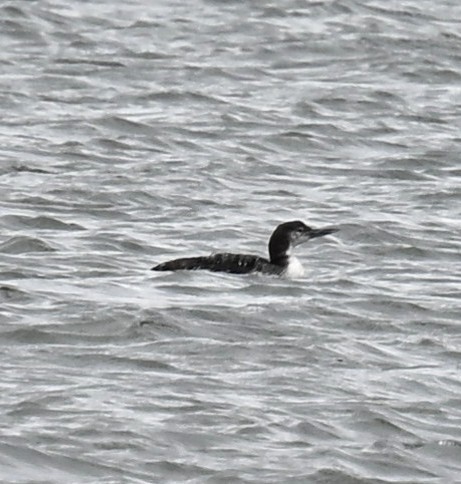 Common Loon - ML634184608