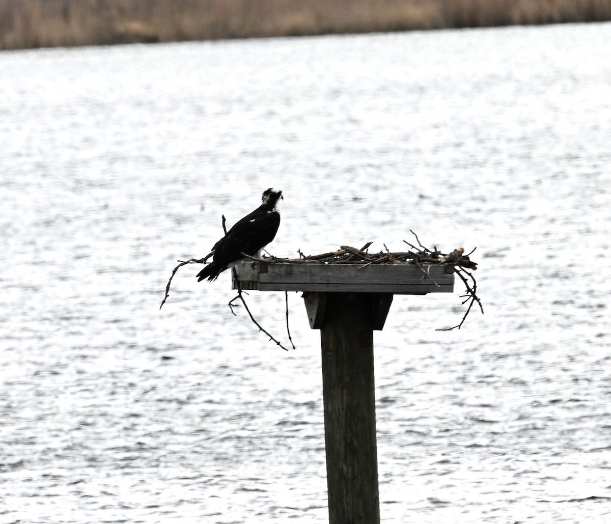 Osprey - ML634184627