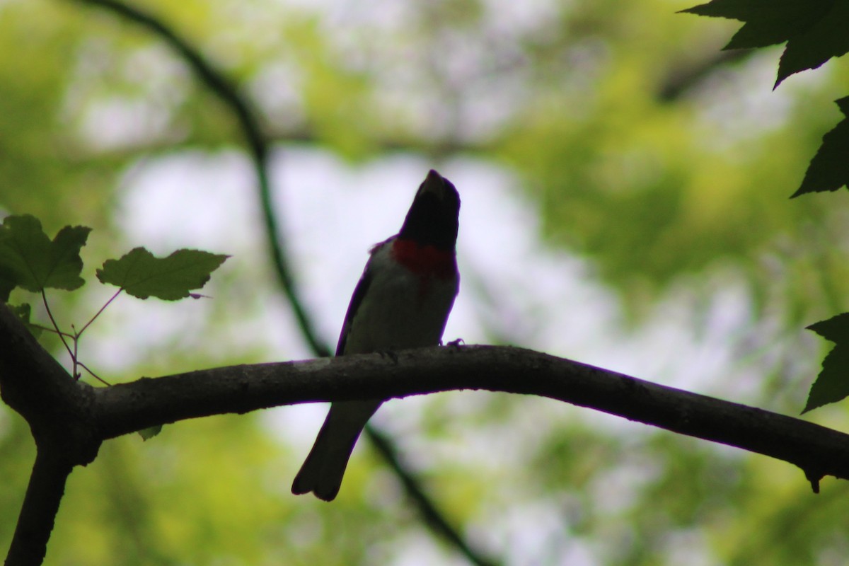 ムネアカイカル - ML634184632