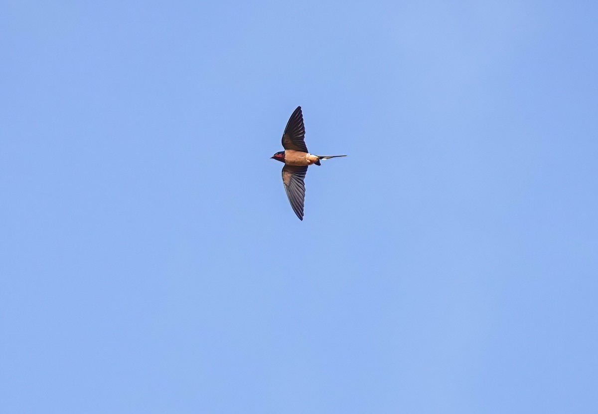 Hirondelle rustique - ML634184638