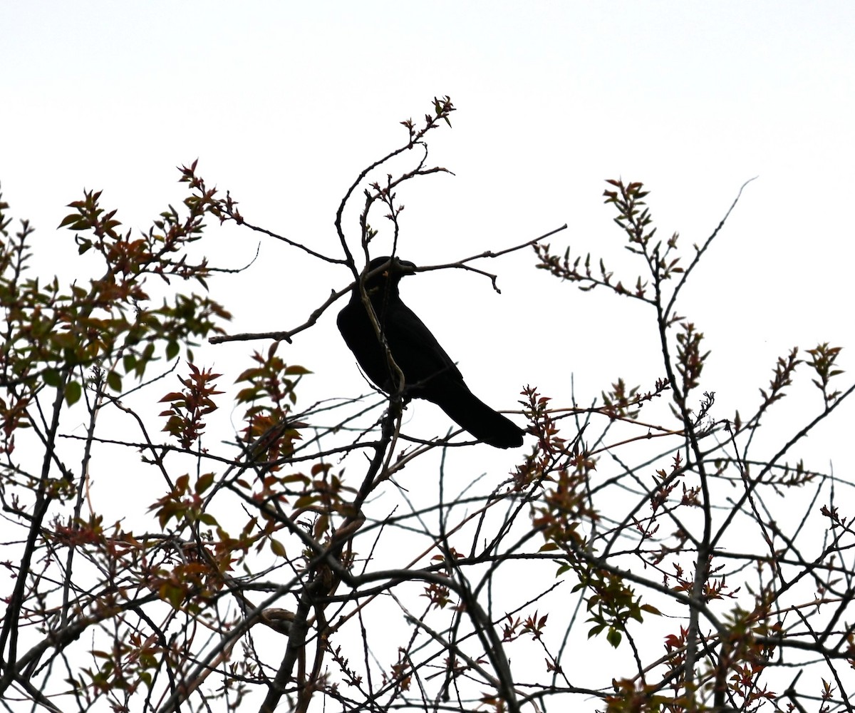 Fish Crow - ML634184648