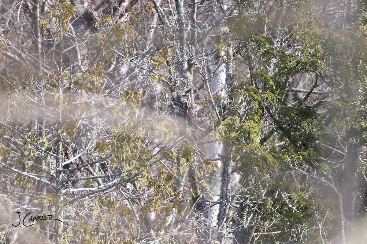 Great Horned Owl - ML634184649
