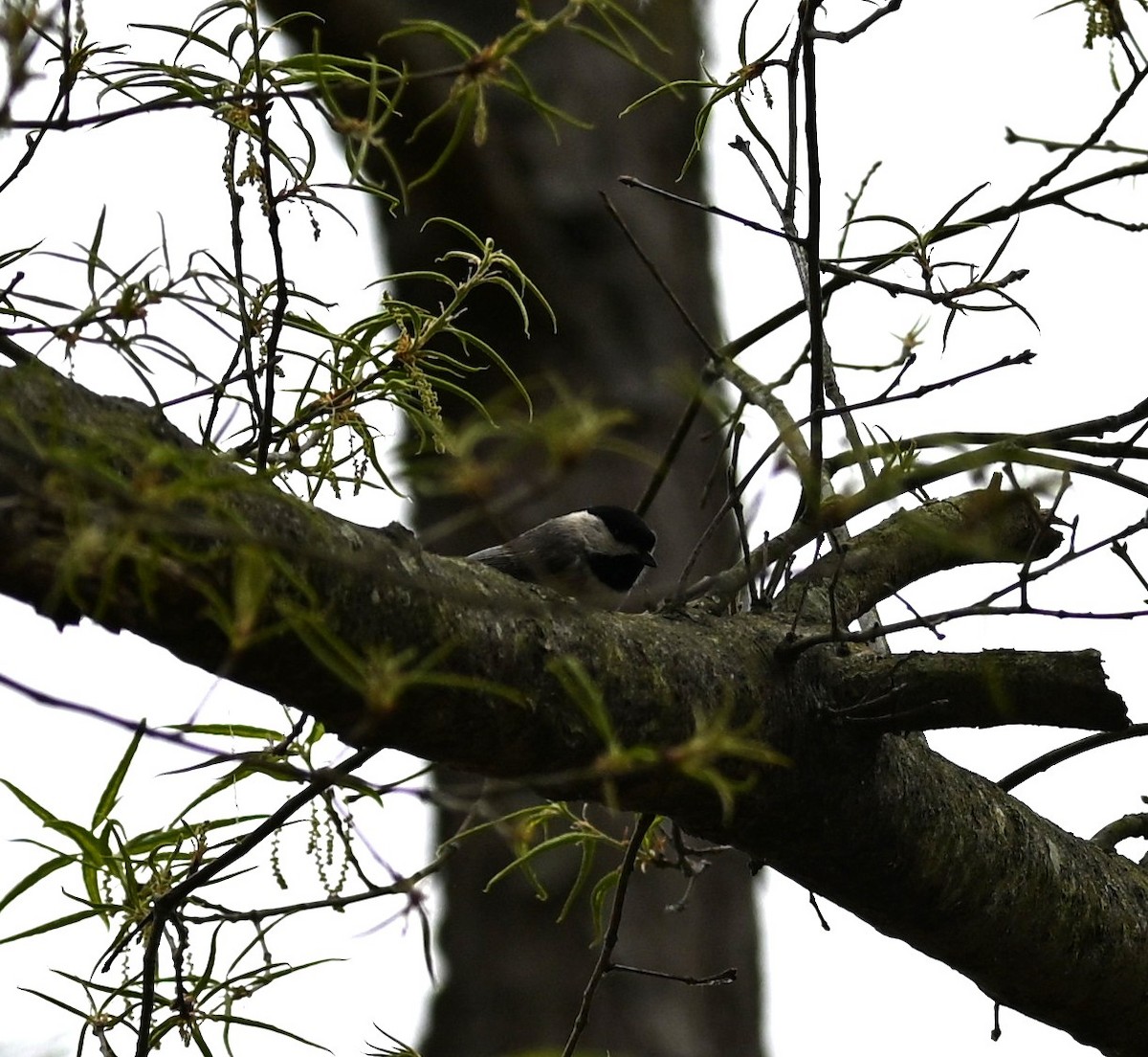 Carolina Chickadee - ML634184659