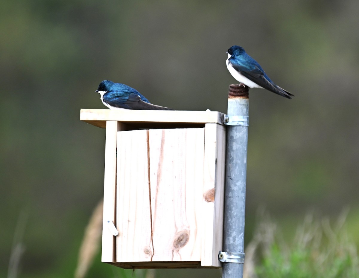 Tree Swallow - ML634184667