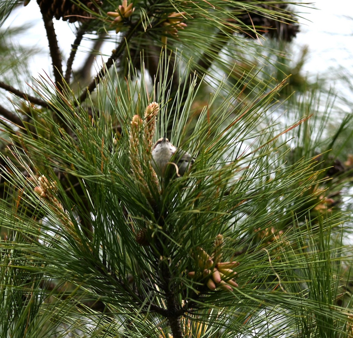 Brown-headed Nuthatch - ML634184679