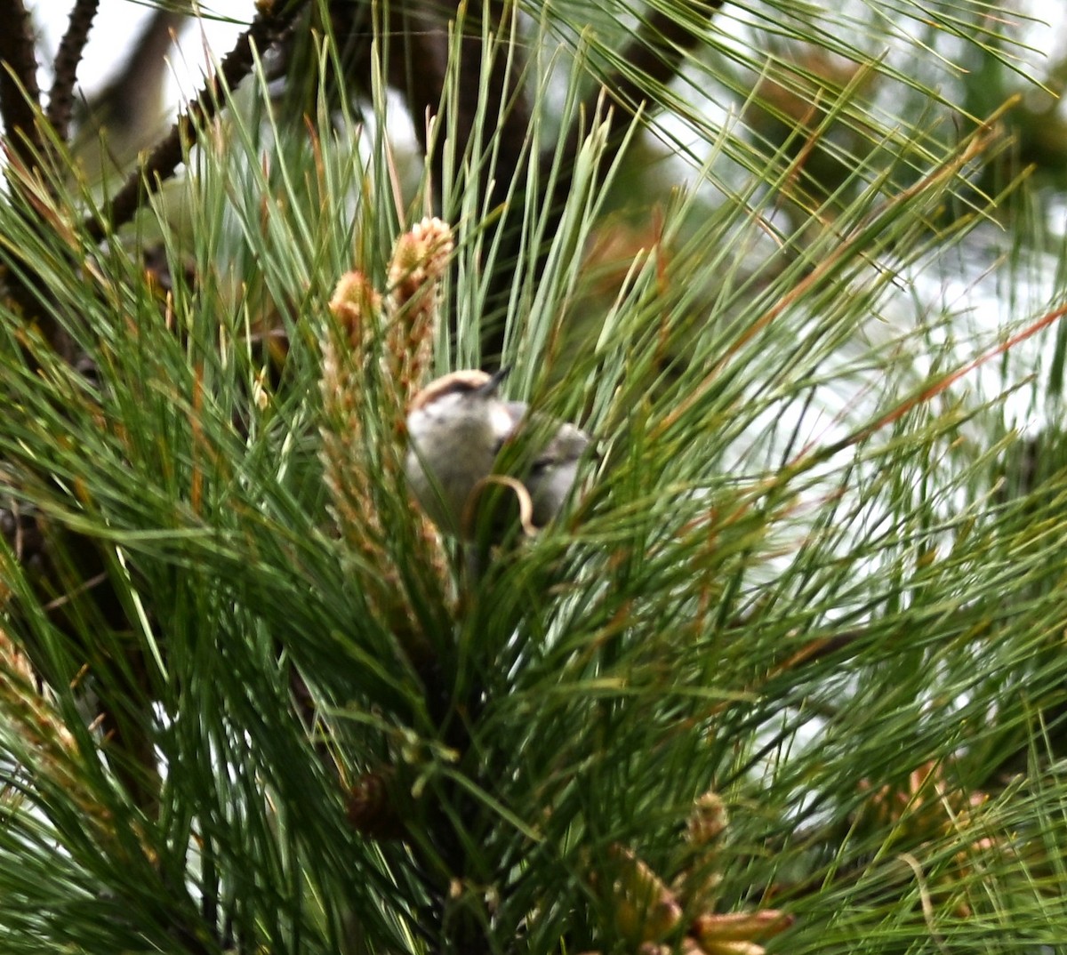 Brown-headed Nuthatch - ML634184683