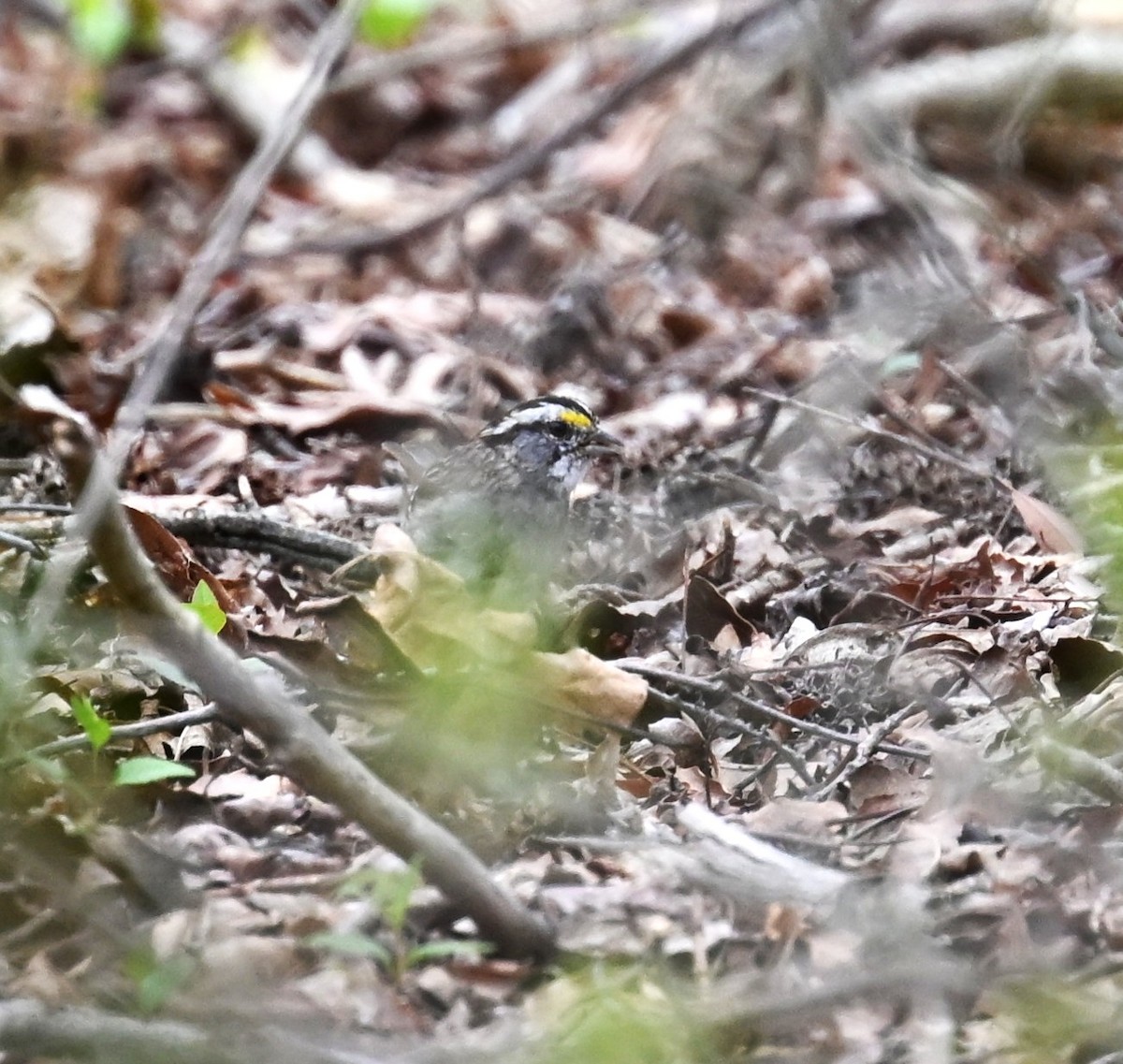White-throated Sparrow - ML634184691