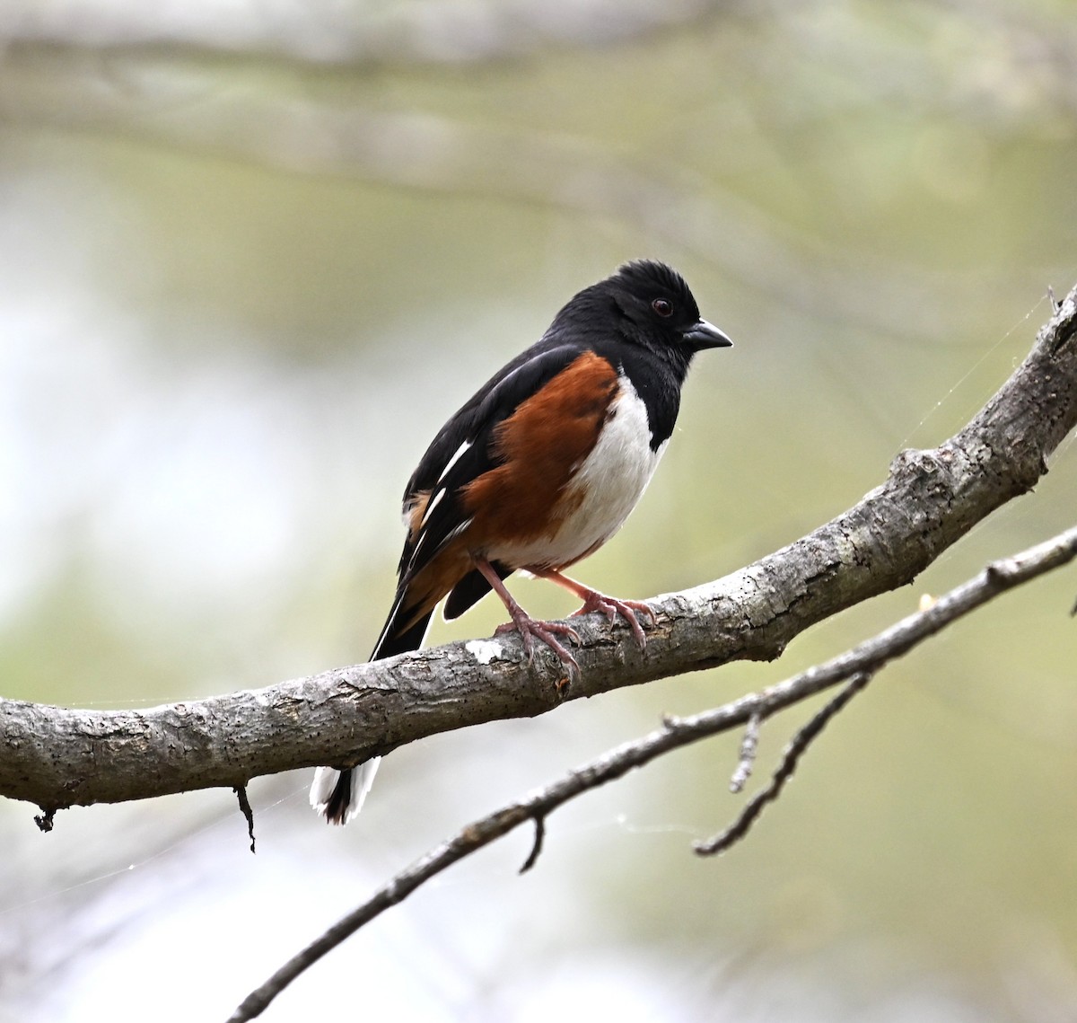 Eastern Towhee - ML634184709