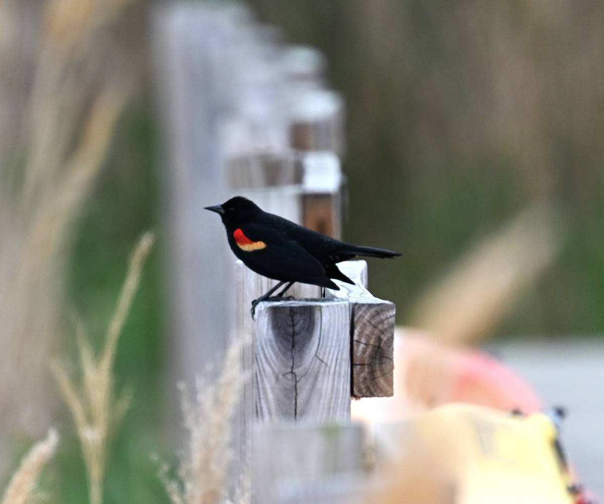 Red-winged Blackbird - ML634184718