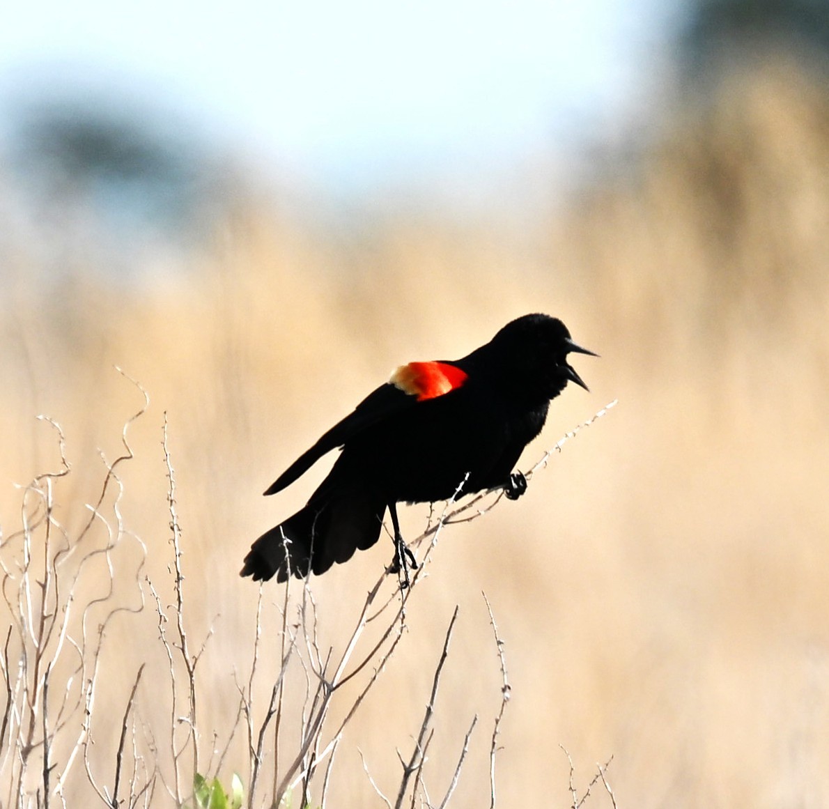 Red-winged Blackbird - ML634184728