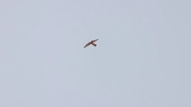 Fox Kestrel - ML634184747